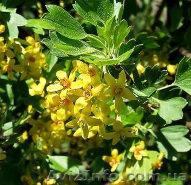 Саженцы черной и цветной смородины - <ro>Изображение</ro><ru>Изображение</ru> #7, <ru>Объявление</ru> #785286