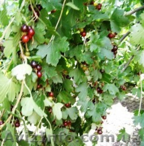 Саженцы черной и цветной смородины - <ro>Изображение</ro><ru>Изображение</ru> #6, <ru>Объявление</ru> #785286