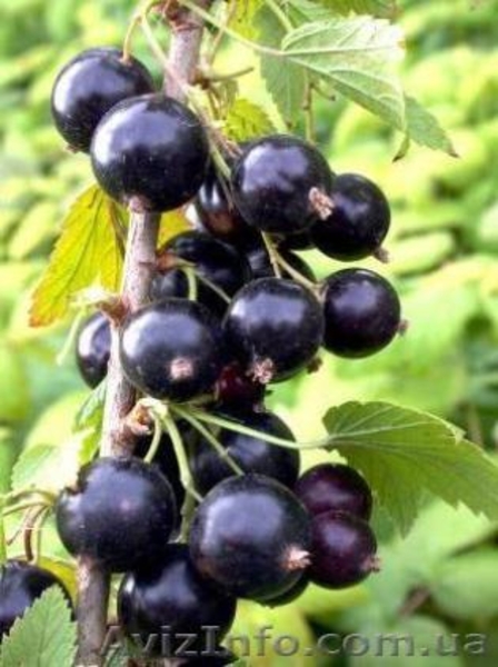 Саженцы черной и цветной смородины - <ro>Изображение</ro><ru>Изображение</ru> #4, <ru>Объявление</ru> #785286