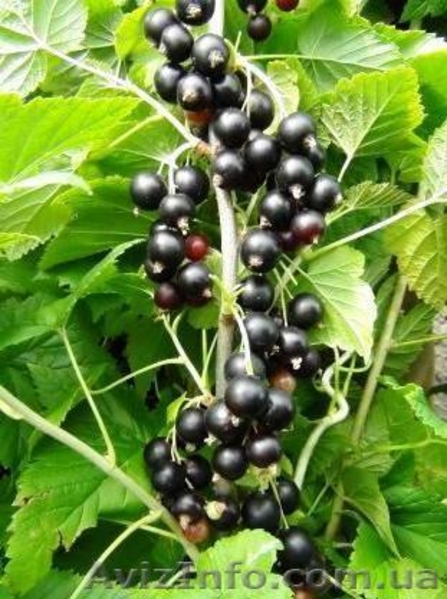 Саженцы черной и цветной смородины - <ro>Изображение</ro><ru>Изображение</ru> #10, <ru>Объявление</ru> #785286