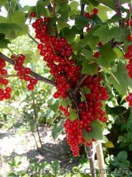 Саженцы черной и цветной смородины - <ro>Изображение</ro><ru>Изображение</ru> #5, <ru>Объявление</ru> #785286