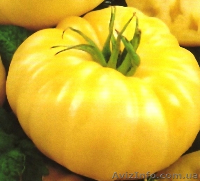 Предлагаю семена томатов             - <ro>Изображение</ro><ru>Изображение</ru> #4, <ru>Объявление</ru> #785165