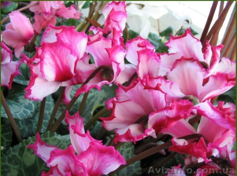 Семена цикламена  - <ro>Изображение</ro><ru>Изображение</ru> #5, <ru>Объявление</ru> #785140