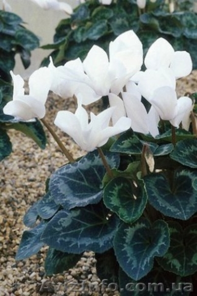 Семена цикламена  - <ro>Изображение</ro><ru>Изображение</ru> #6, <ru>Объявление</ru> #785140