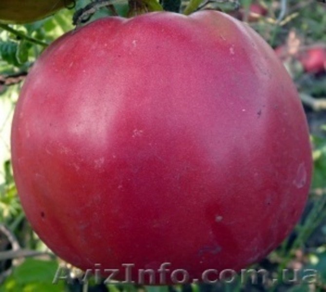 Предлагаю семена томатов             - <ro>Изображение</ro><ru>Изображение</ru> #10, <ru>Объявление</ru> #785165