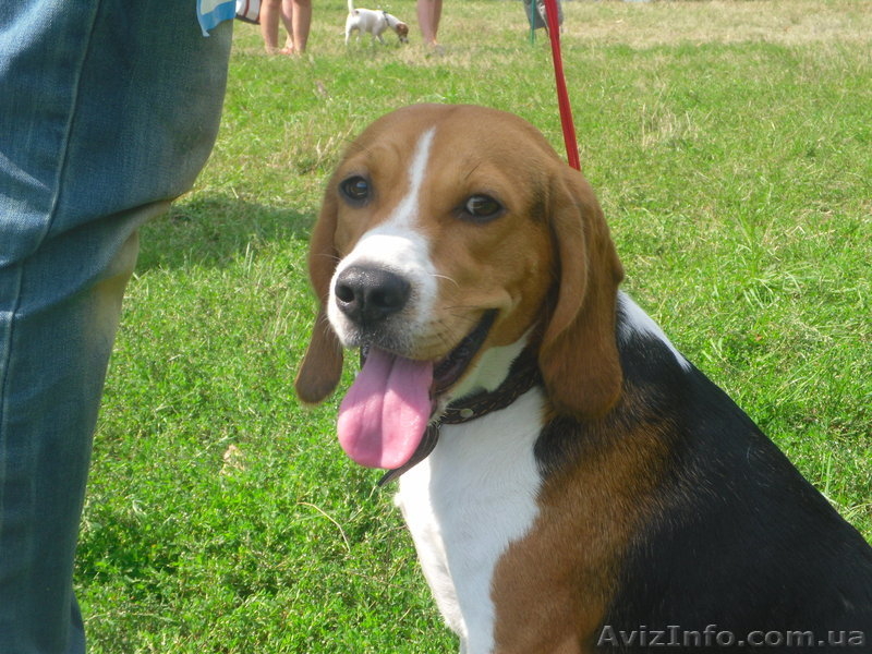 Высокопородные щенки Бигля!!! - <ro>Изображение</ro><ru>Изображение</ru> #1, <ru>Объявление</ru> #891746