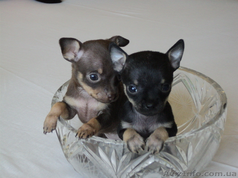 продажа щенков русского той-терьера - <ro>Изображение</ro><ru>Изображение</ru> #1, <ru>Объявление</ru> #897414