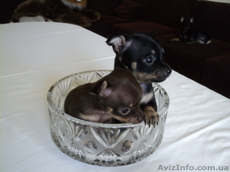 продажа щенков русского той-терьера - <ro>Изображение</ro><ru>Изображение</ru> #3, <ru>Объявление</ru> #897414