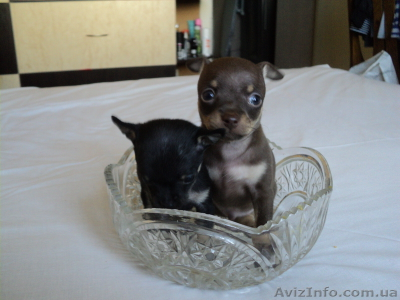 продажа щенков русского той-терьера - <ro>Изображение</ro><ru>Изображение</ru> #4, <ru>Объявление</ru> #897414