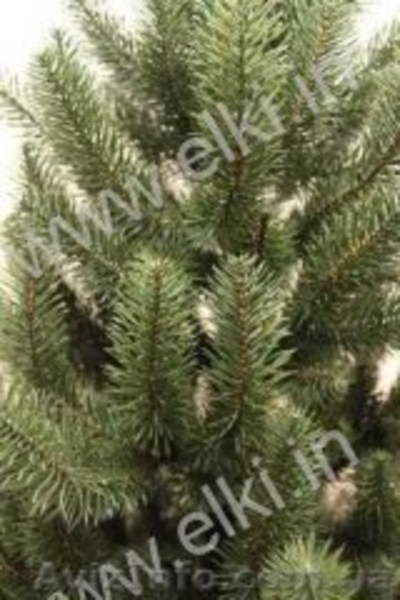 Искусственные новогодние елки и сосны - <ro>Изображение</ro><ru>Изображение</ru> #7, <ru>Объявление</ru> #901460
