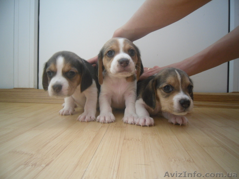 Высокопородные щенки Бигля!!! - <ro>Изображение</ro><ru>Изображение</ru> #5, <ru>Объявление</ru> #891746
