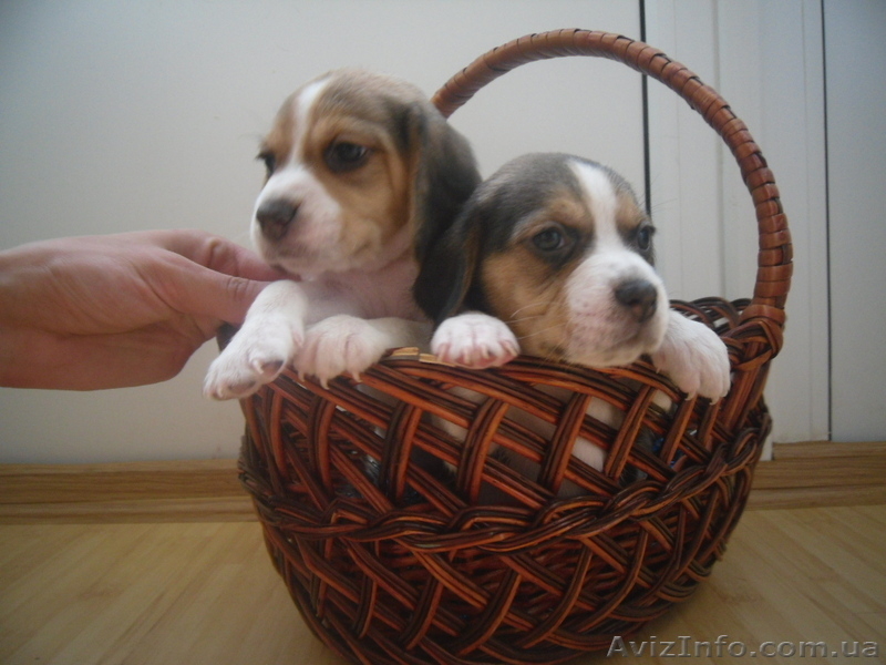 Высокопородные щенки Бигля!!! - <ro>Изображение</ro><ru>Изображение</ru> #2, <ru>Объявление</ru> #891746