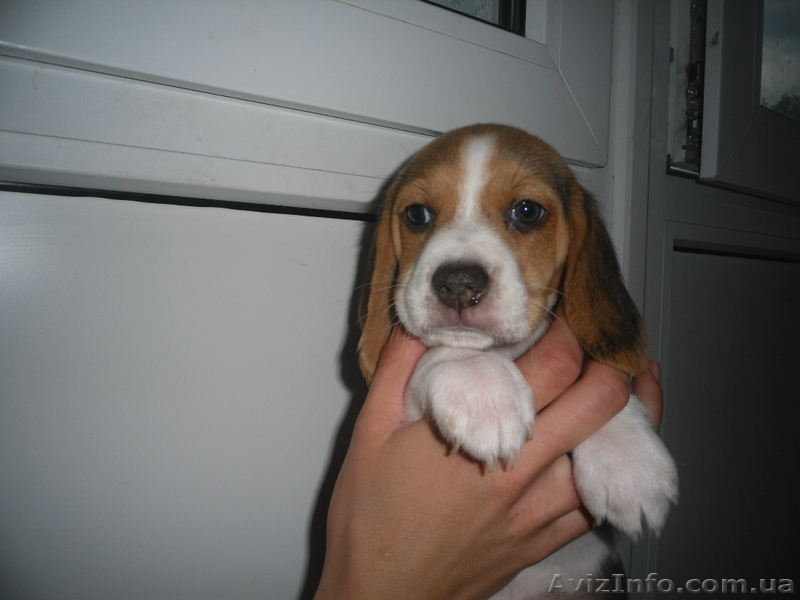 Высокопородные щенки Бигля!!! - <ro>Изображение</ro><ru>Изображение</ru> #6, <ru>Объявление</ru> #891746