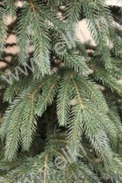 Искусственные новогодние елки и сосны - <ro>Изображение</ro><ru>Изображение</ru> #8, <ru>Объявление</ru> #901460