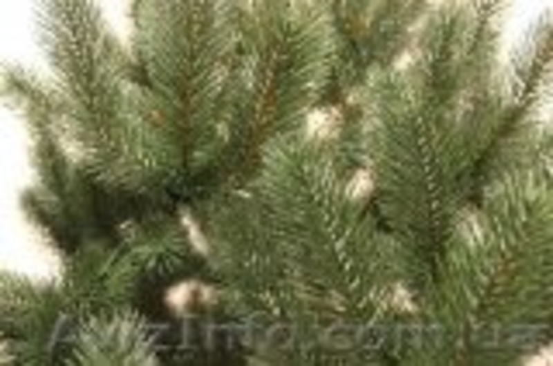 Искусственные новогодние елки и сосны - <ro>Изображение</ro><ru>Изображение</ru> #6, <ru>Объявление</ru> #901460
