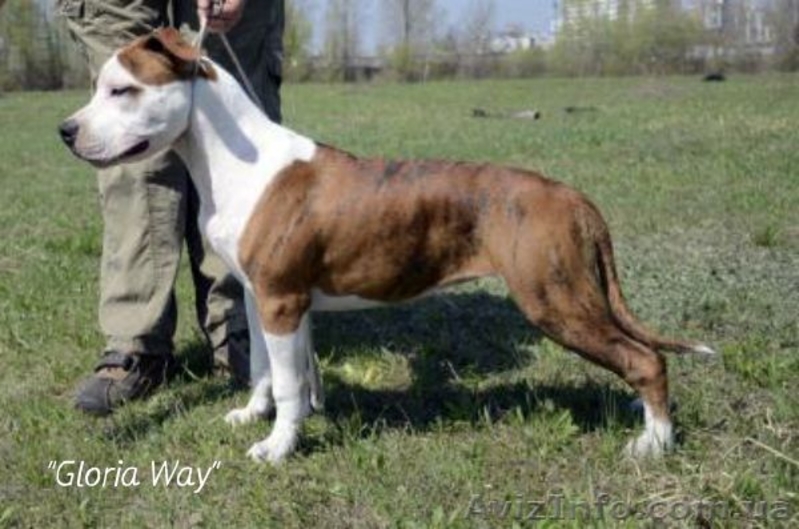 Продается на совладения подрощенный щенок девочка Амстафф  - <ro>Изображение</ro><ru>Изображение</ru> #5, <ru>Объявление</ru> #913403