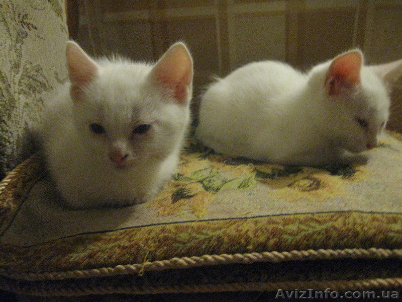Отдам котенка в хорошие руки! - <ro>Изображение</ro><ru>Изображение</ru> #1, <ru>Объявление</ru> #910161