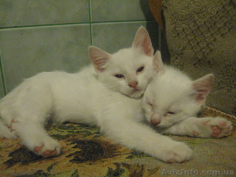 Отдам котенка в хорошие руки! - <ro>Изображение</ro><ru>Изображение</ru> #3, <ru>Объявление</ru> #910161