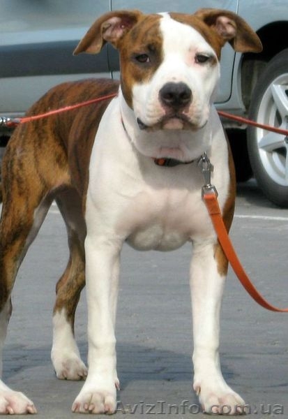 Продается на совладения подрощенный щенок девочка Амстафф  - <ro>Изображение</ro><ru>Изображение</ru> #3, <ru>Объявление</ru> #913403