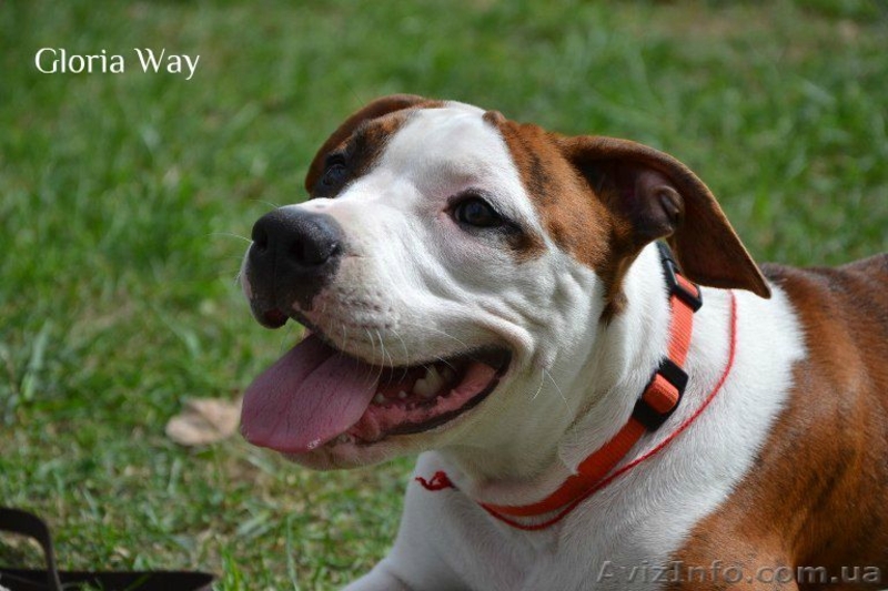 Продается на совладения подрощенный щенок девочка Амстафф  - <ro>Изображение</ro><ru>Изображение</ru> #7, <ru>Объявление</ru> #913403