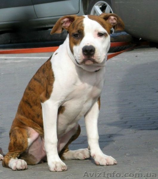 Продается на совладения подрощенный щенок девочка Амстафф  - <ro>Изображение</ro><ru>Изображение</ru> #4, <ru>Объявление</ru> #913403