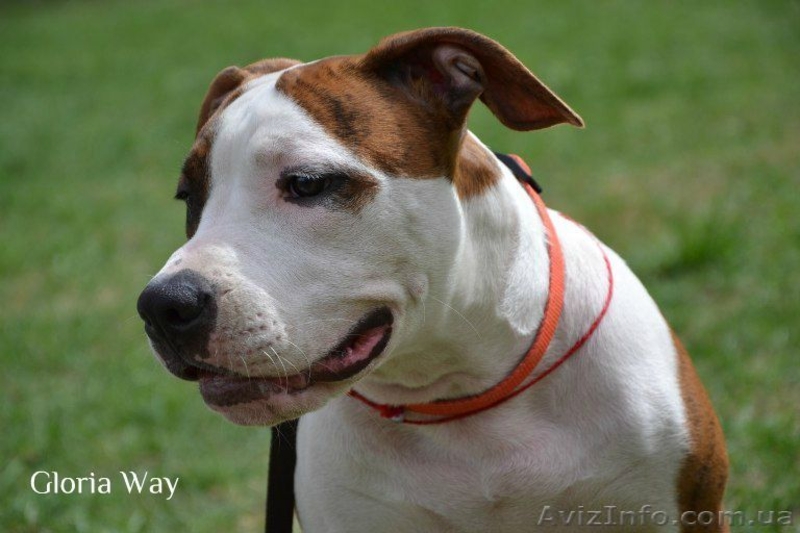 Продается на совладения подрощенный щенок девочка Амстафф  - <ro>Изображение</ro><ru>Изображение</ru> #6, <ru>Объявление</ru> #913403