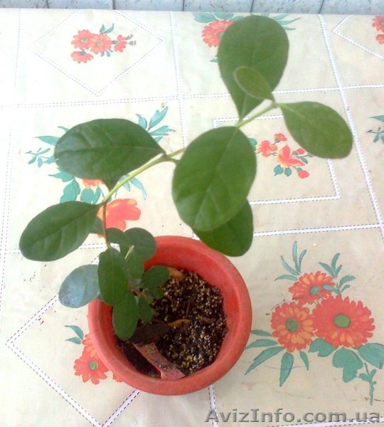 Саженцы экзотических растений - <ro>Изображение</ro><ru>Изображение</ru> #8, <ru>Объявление</ru> #785175