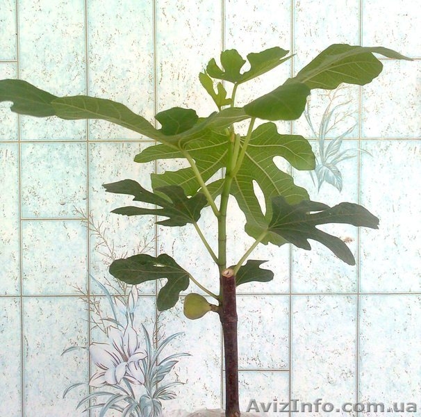 Саженцы экзотических растений - <ro>Изображение</ro><ru>Изображение</ru> #1, <ru>Объявление</ru> #785175