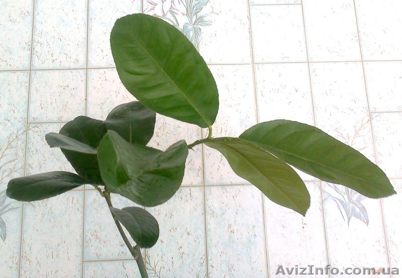 Саженцы экзотических растений - <ro>Изображение</ro><ru>Изображение</ru> #5, <ru>Объявление</ru> #785175