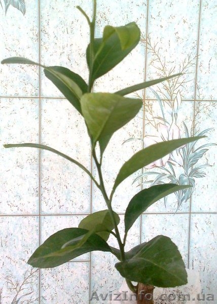 Саженцы экзотических растений - <ro>Изображение</ro><ru>Изображение</ru> #6, <ru>Объявление</ru> #785175