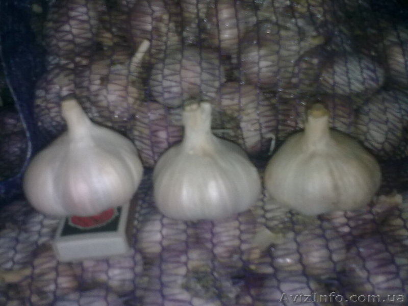 Продаем чеснок на посадку  - <ro>Изображение</ro><ru>Изображение</ru> #3, <ru>Объявление</ru> #941977