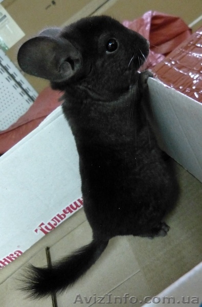 Продам Шиншилл, разных окрасов - <ro>Изображение</ro><ru>Изображение</ru> #2, <ru>Объявление</ru> #966284