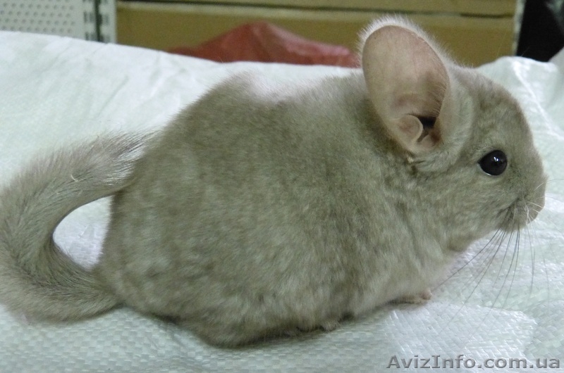 Продам Шиншилл, разных окрасов - <ro>Изображение</ro><ru>Изображение</ru> #4, <ru>Объявление</ru> #966284