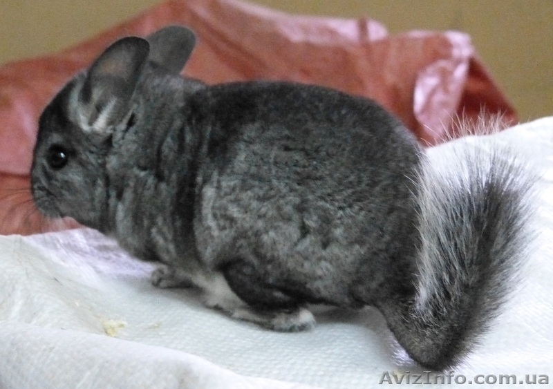Продам Шиншилл, разных окрасов - <ro>Изображение</ro><ru>Изображение</ru> #1, <ru>Объявление</ru> #966284