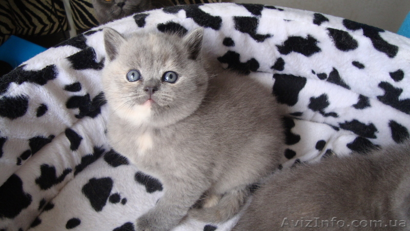 британцы для души и семьи - <ro>Изображение</ro><ru>Изображение</ru> #1, <ru>Объявление</ru> #982648