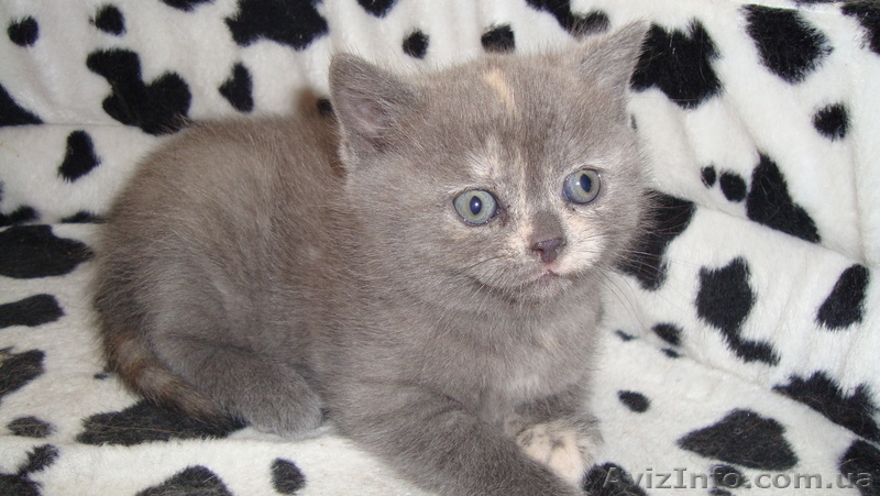 британцы для души и семьи - <ro>Изображение</ro><ru>Изображение</ru> #2, <ru>Объявление</ru> #982648