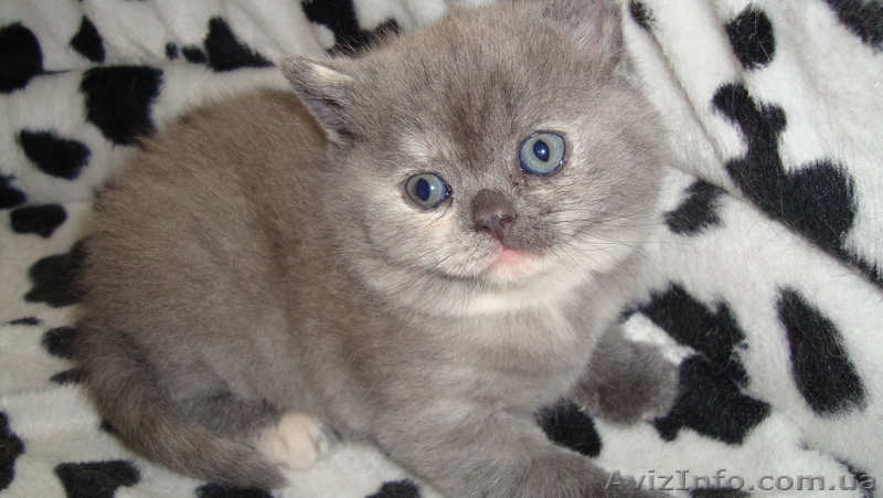 британцы для души и семьи - <ro>Изображение</ro><ru>Изображение</ru> #3, <ru>Объявление</ru> #982648