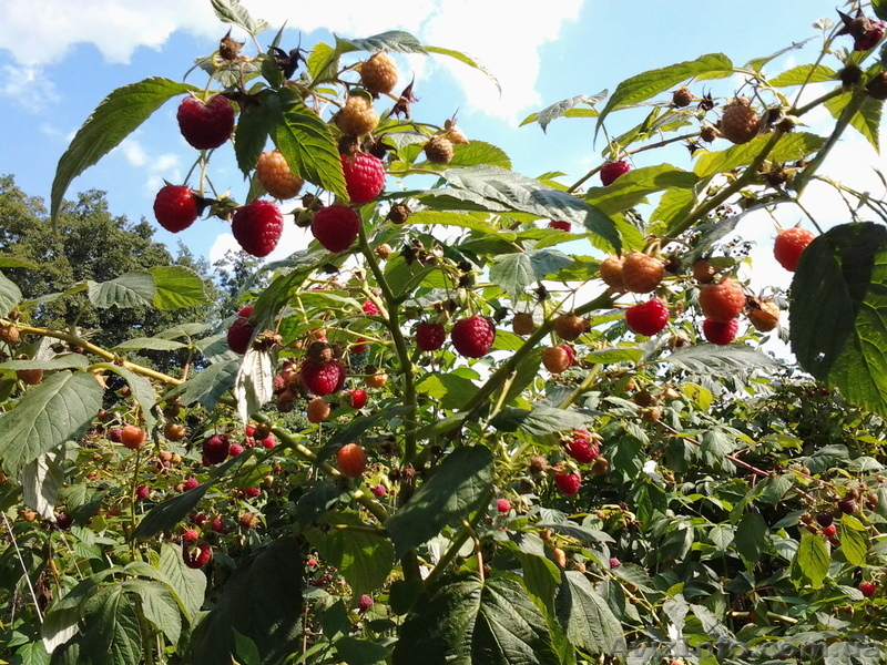 Саженцы малины и смородины - <ro>Изображение</ro><ru>Изображение</ru> #1, <ru>Объявление</ru> #980094