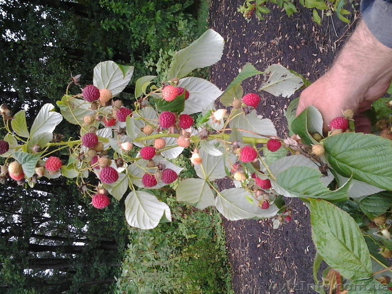 Саженцы малины и смородины - <ro>Изображение</ro><ru>Изображение</ru> #2, <ru>Объявление</ru> #980094