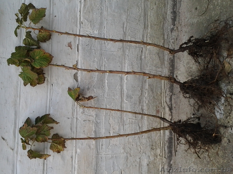 Саженцы малины и смородины - <ro>Изображение</ro><ru>Изображение</ru> #3, <ru>Объявление</ru> #980094