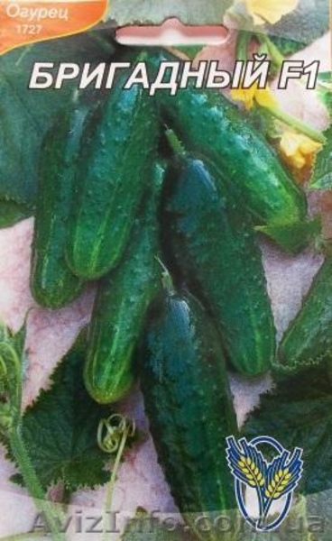 семена огурцов - <ro>Изображение</ro><ru>Изображение</ru> #3, <ru>Объявление</ru> #351492