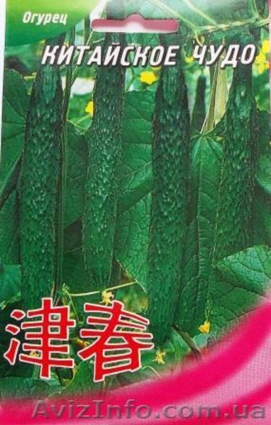 семена огурцов - <ro>Изображение</ro><ru>Изображение</ru> #2, <ru>Объявление</ru> #351492