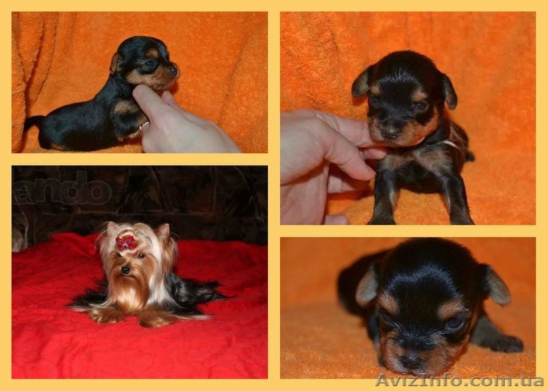 Щенки йоркширского терьера. Лучший подарок на 8-е марта! - <ro>Изображение</ro><ru>Изображение</ru> #1, <ru>Объявление</ru> #1015056