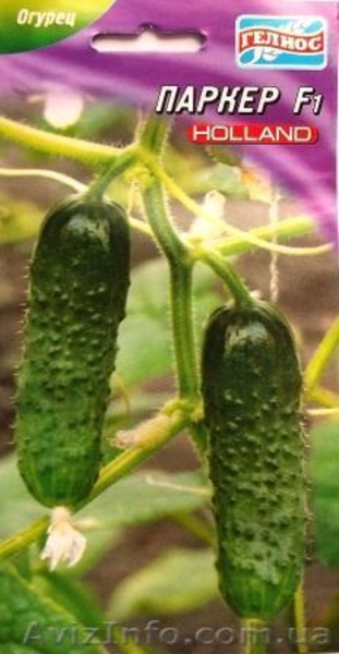 семена огурцов - <ro>Изображение</ro><ru>Изображение</ru> #5, <ru>Объявление</ru> #351492