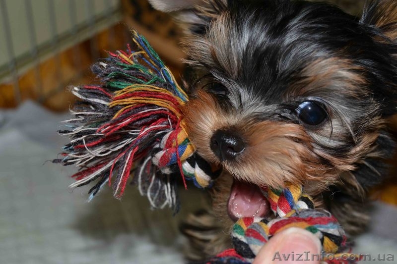 Щенки йоркширского терьера. Лучший подарок на 8-е марта! - <ro>Изображение</ro><ru>Изображение</ru> #3, <ru>Объявление</ru> #1015056