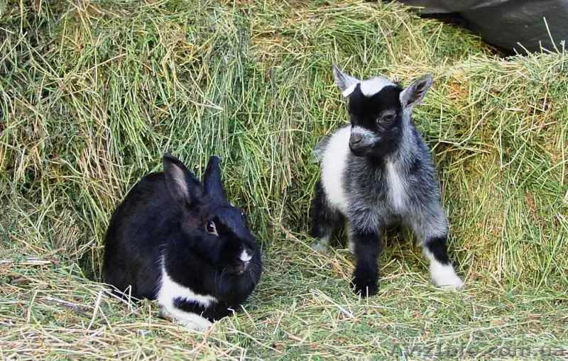 Продаю срочно оптом и в розницу коз и козлов, козлят! - <ro>Изображение</ro><ru>Изображение</ru> #3, <ru>Объявление</ru> #1063203