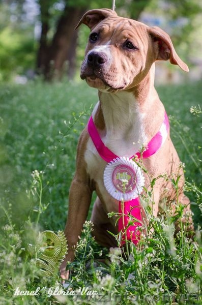 Великолепная девочка Амстаффтерьера  - <ro>Изображение</ro><ru>Изображение</ru> #2, <ru>Объявление</ru> #1092630