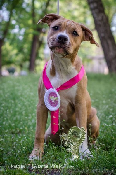 Великолепная девочка Амстаффтерьера  - <ro>Изображение</ro><ru>Изображение</ru> #4, <ru>Объявление</ru> #1092630