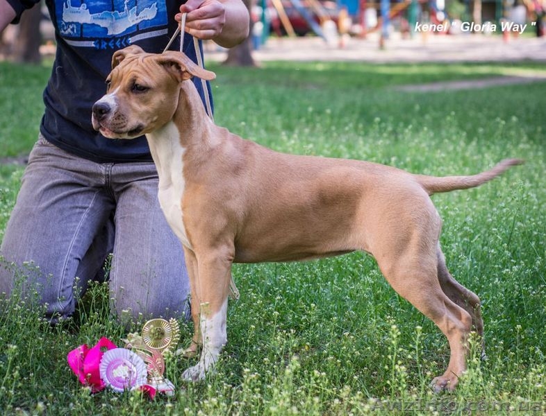 Великолепная девочка Амстаффтерьера  - <ro>Изображение</ro><ru>Изображение</ru> #1, <ru>Объявление</ru> #1092630