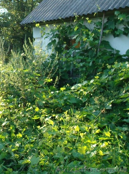 Участок Черняхов - <ro>Изображение</ro><ru>Изображение</ru> #1, <ru>Объявление</ru> #1107769